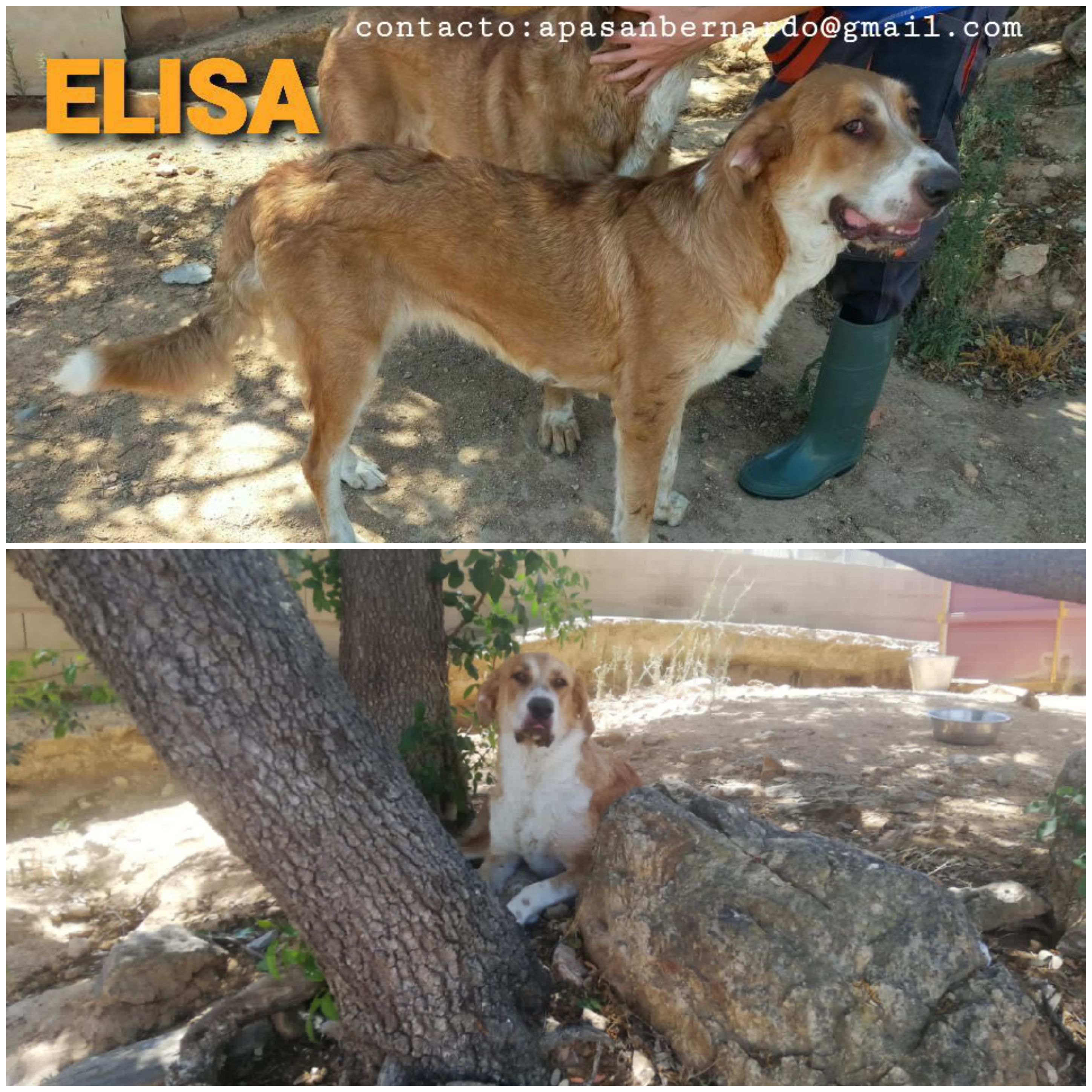 ELISA
