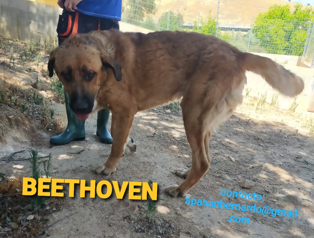 BEETHOVEN