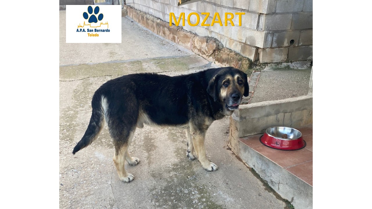 MOZART