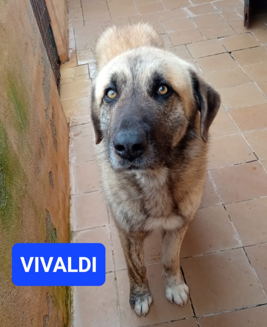 VIVALDI