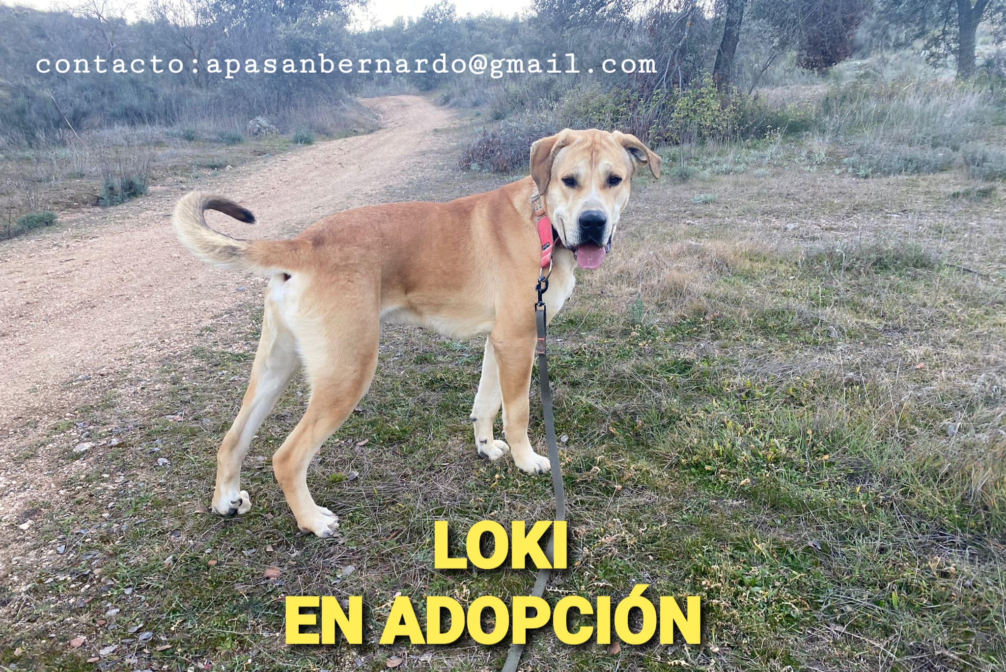 LOKI