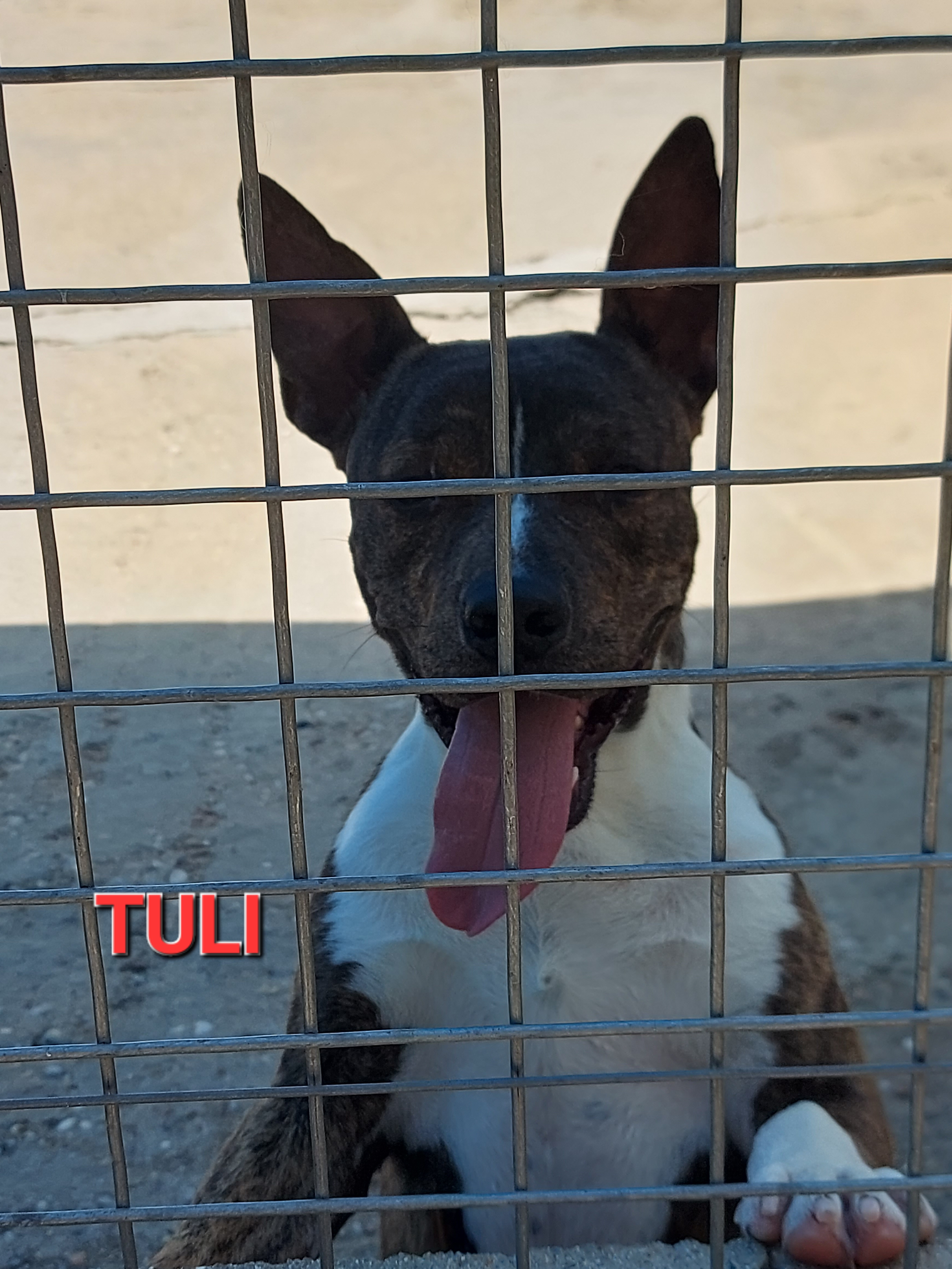 TULI