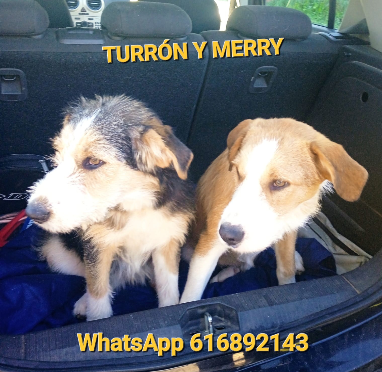 MERRY TURRN EST PREADOPTADO